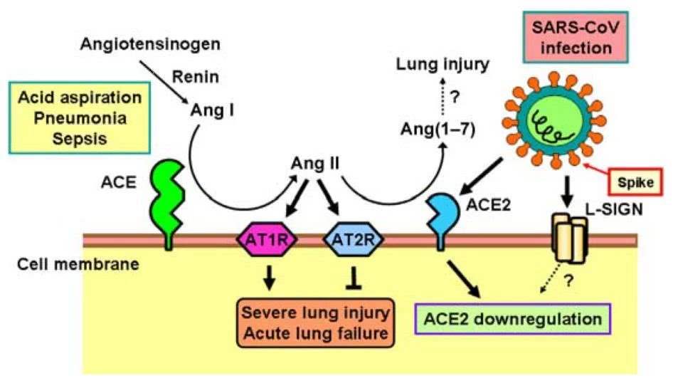 ACE2