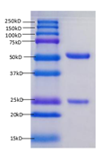 Anti-PD1-01F SDSPAGE