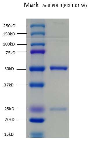 Anti-PDL1-01W