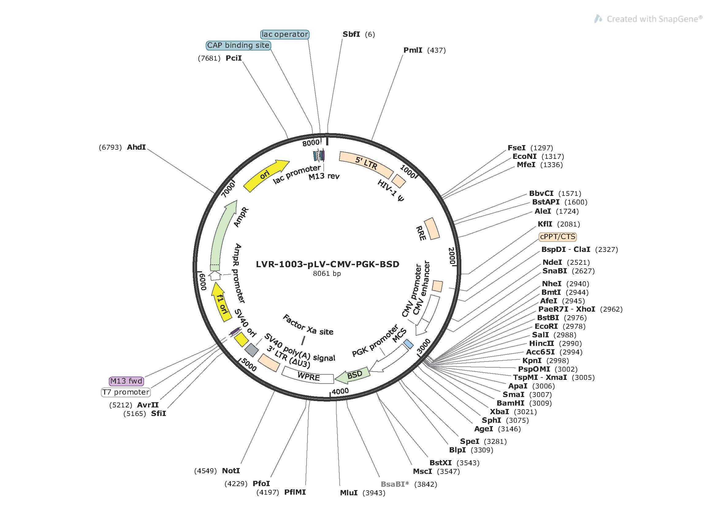 Lentiviral vector-CMV, BSD 